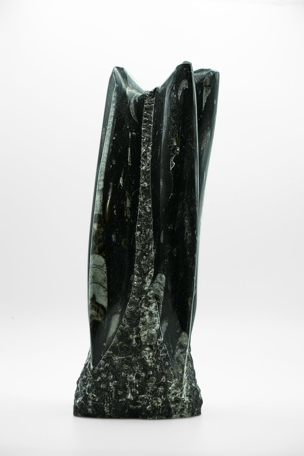Fossilized Squid (Orthoceras)