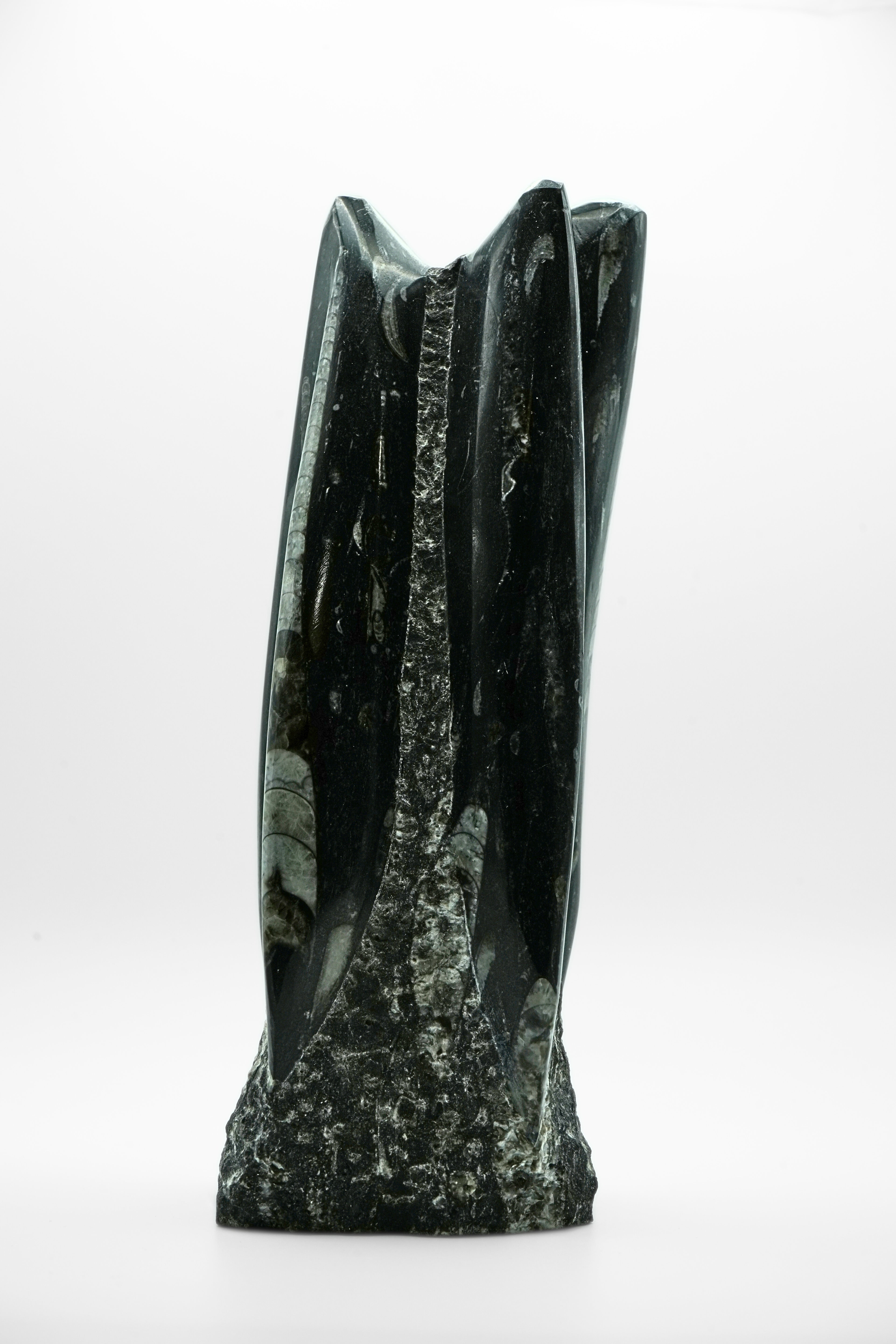 Fossilized Squid (Orthoceras)
