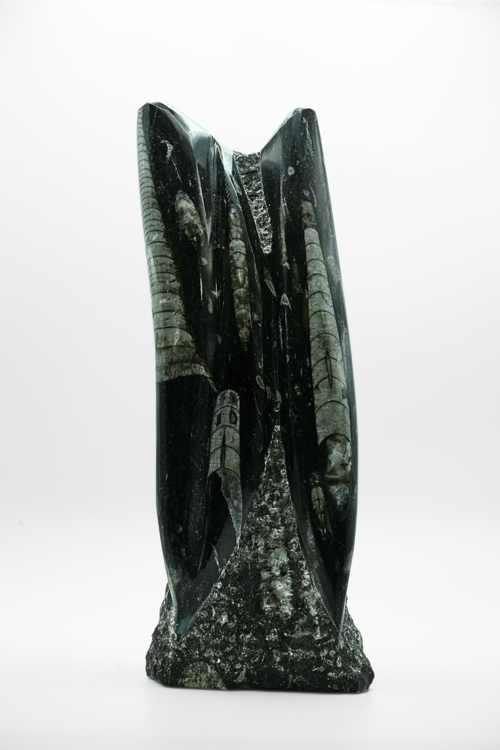 Fossilized Squid (Orthoceras)