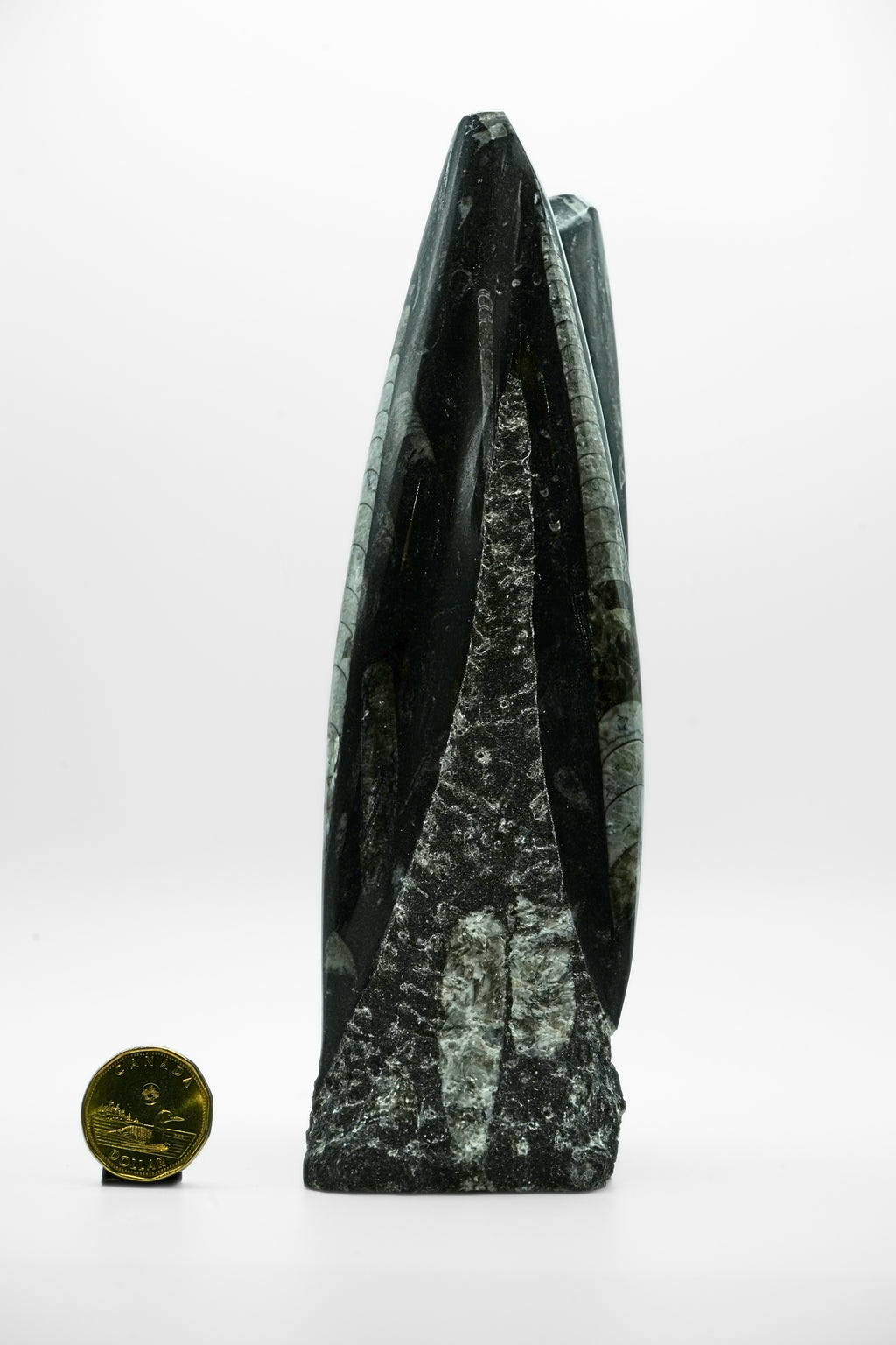 Fossilized Squid (Orthoceras)