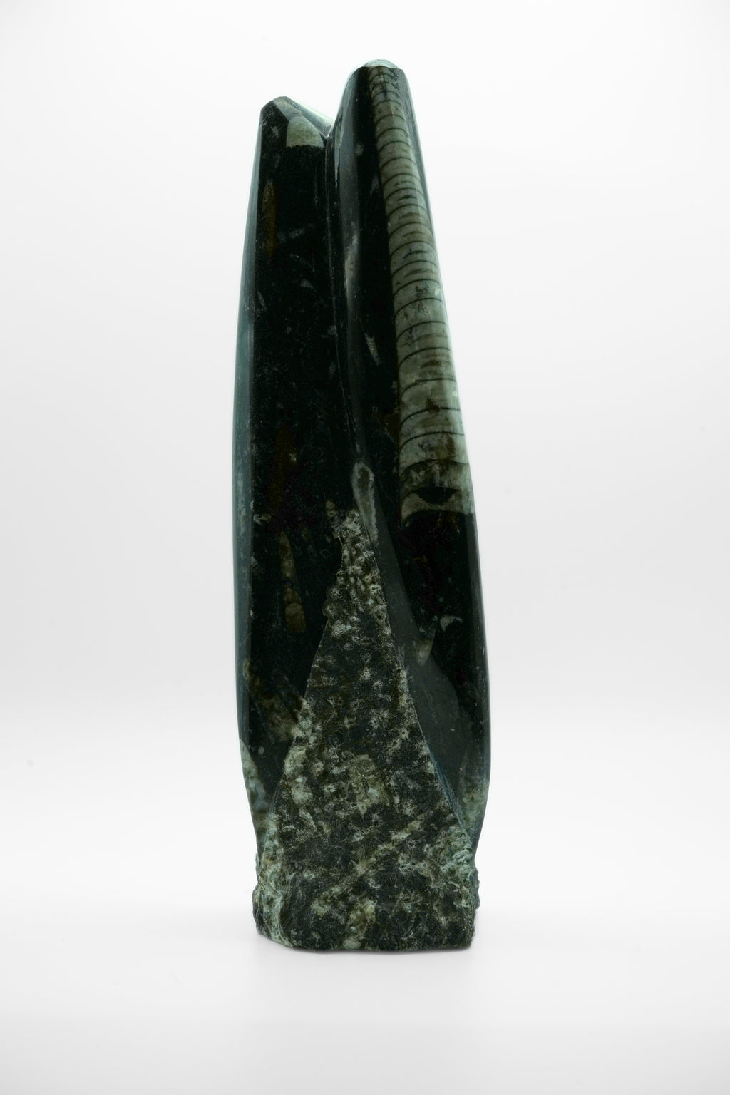 Fossilized Squid (Orthoceras)